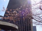 大阪駅前第4ビル前の桜