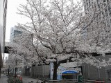 駅前桜